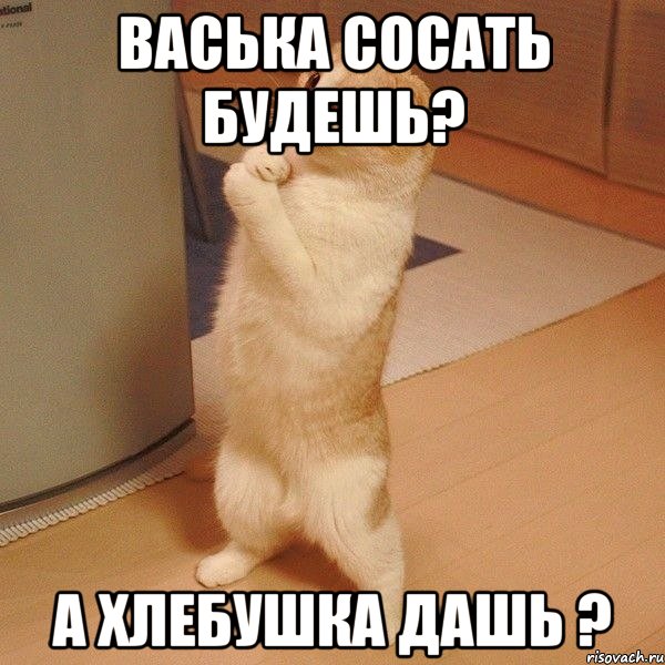 васька сосать будешь? а хлебушка дашь ?, Мем  котэ молится