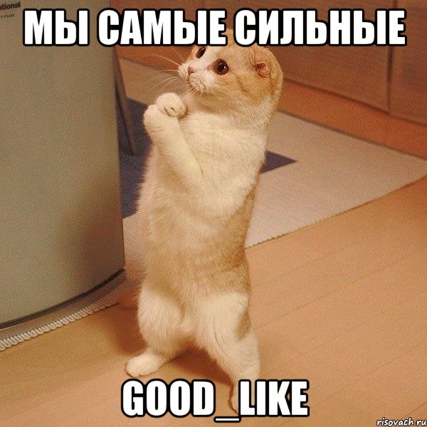 мы самые сильные good_like, Мем  котэ молится