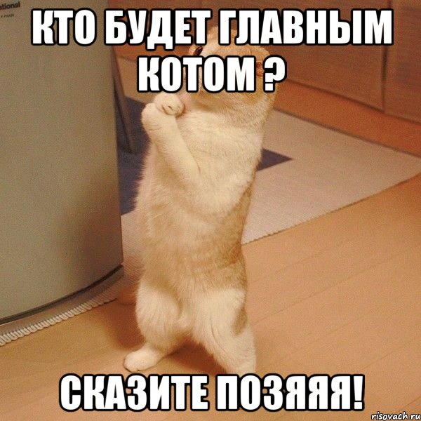 кто будет главным котом ? сказите позяяя!, Мем  котэ молится