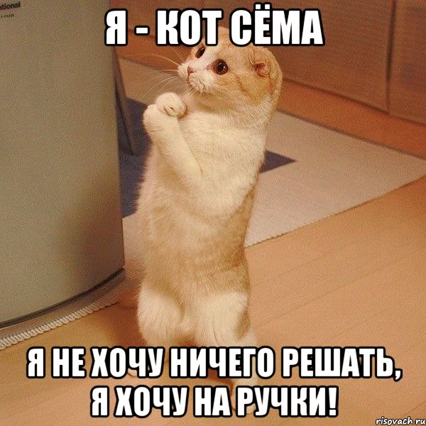 я - кот сёма я не хочу ничего решать, я хочу на ручки!, Мем  котэ молится