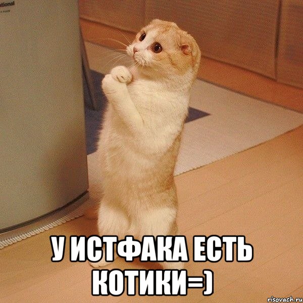  у истфака есть котики=), Мем  котэ молится