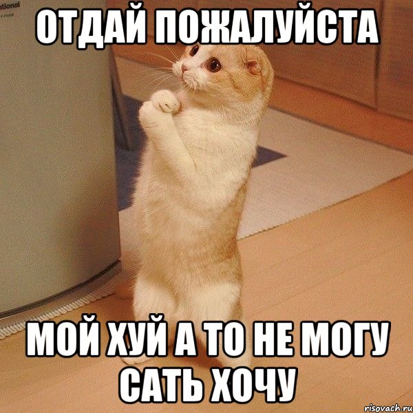 отдай пожалуйста мой хуй а то не могу сать хочу, Мем  котэ молится