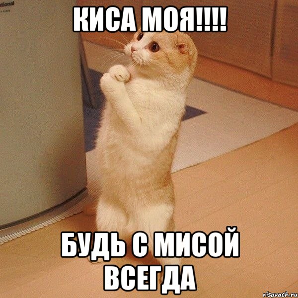 киса моя!!! будь с мисой всегда, Мем  котэ молится