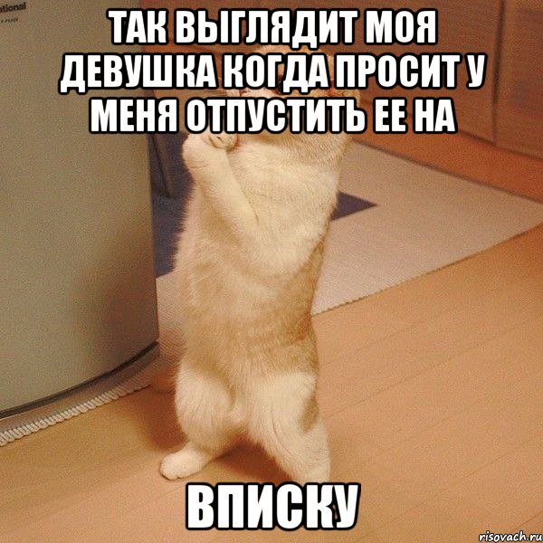 так выглядит моя девушка когда просит у меня отпустить ее на вписку, Мем  котэ молится