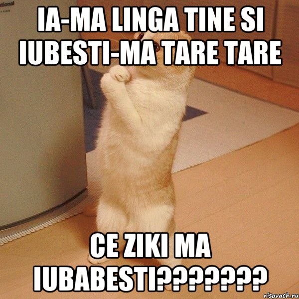 ia-ma linga tine si iubesti-ma tare tare ce ziki ma iubabesti???, Мем  котэ молится