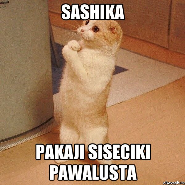 sashika pakaji siseciki pawalusta, Мем  котэ молится