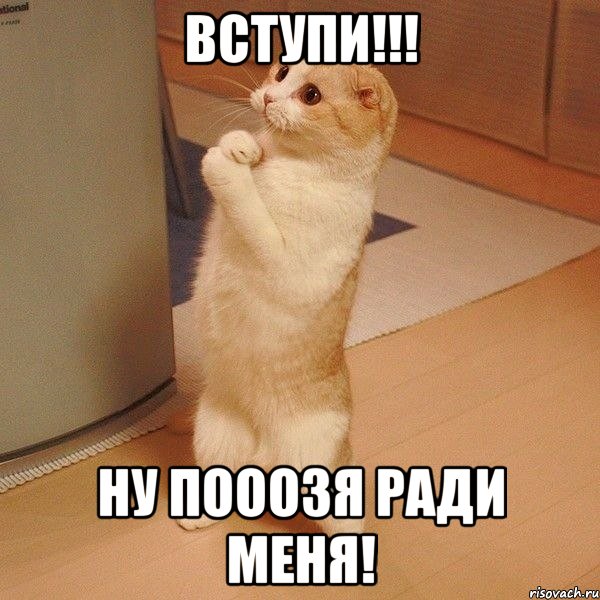 вступи!!! ну пооозя ради меня!, Мем  котэ молится