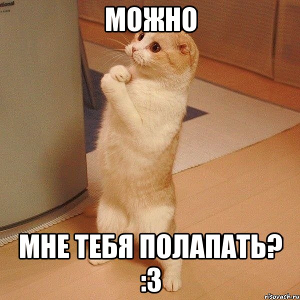 можно мне тебя полапать? :3, Мем  котэ молится