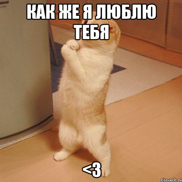 как же я люблю тебя <3, Мем  котэ молится