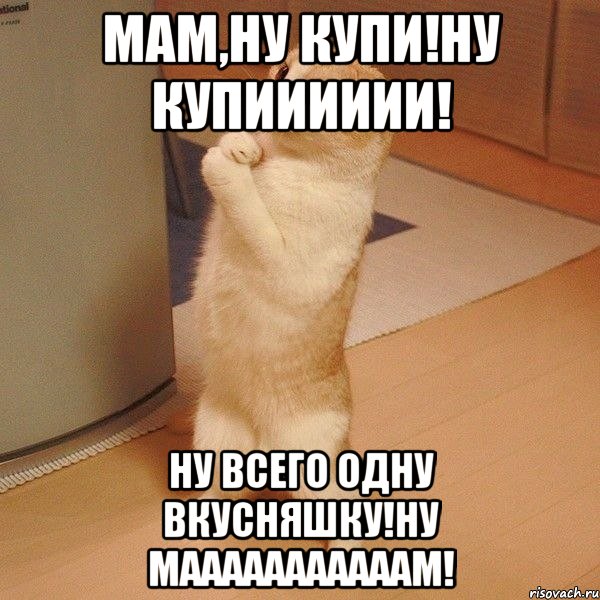 мам,ну купи!ну купииииии! ну всего одну вкусняшку!ну мааааааааааам!, Мем  котэ молится