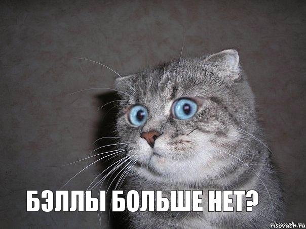 бэллы больше нет?, Мем  удивлённый кот