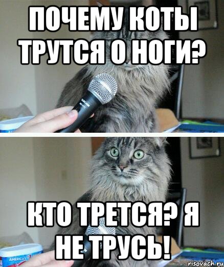 почему коты трутся о ноги? кто трется? я не трусь!, Комикс  кот с микрофоном