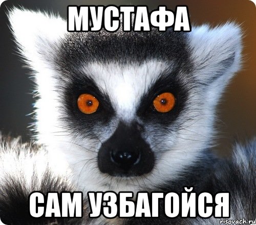 мустафа сам узбагойся