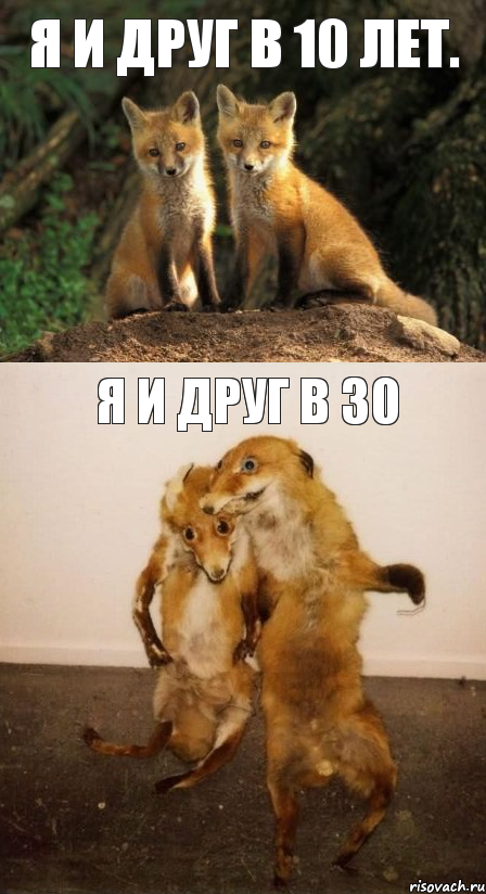 Я и друг в 10 лет. Я и друг в 30, Комикс Лисицы