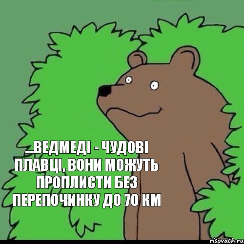 ...ведмеді - чудові плавці, вони можуть проплисти без перепочинку до 70 км