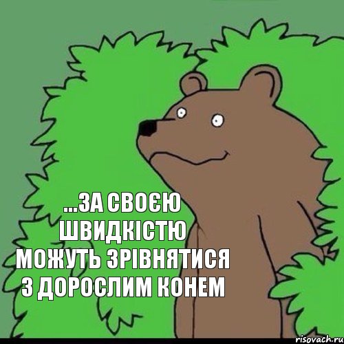 ...за своєю швидкістю можуть зрівнятися з дорослим конем, Комикс Медведь уч0ный