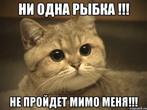 ни одна рыбка !!! не пройдет мимо меня!!!, Мем Пидрила ебаная котик