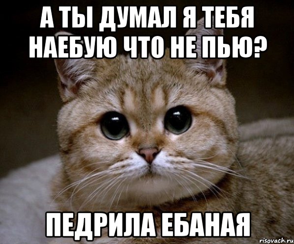 а ты думал я тебя наебую что не пью? педрила ебаная, Мем Пидрила Ебаная