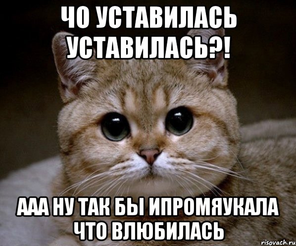 чо уставилась уставилась?! ааа ну так бы ипромяукала что влюбилась, Мем Пидрила Ебаная