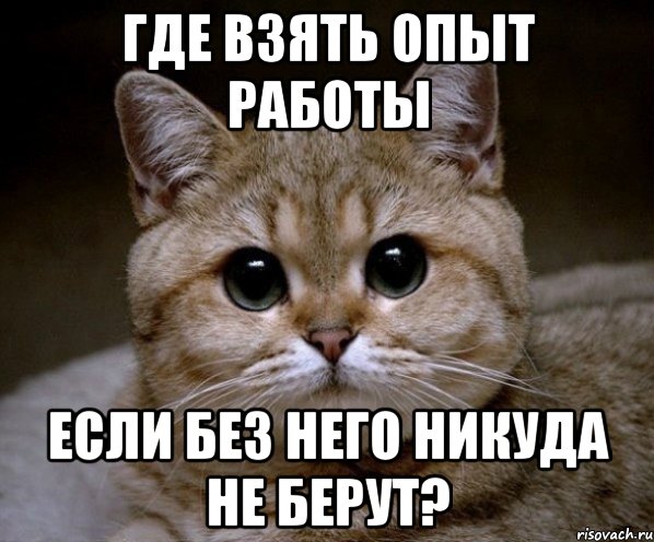 где взять опыт работы если без него никуда не берут?, Мем Пидрила Ебаная