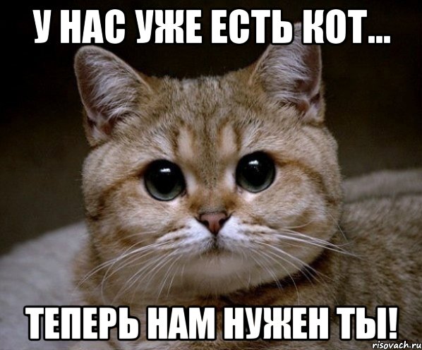 у нас уже есть кот... теперь нам нужен ты!, Мем Пидрила Ебаная