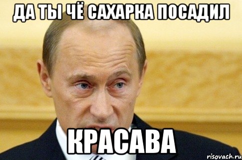 да ты чё сахарка посадил красава, Мем путин