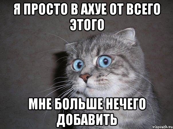 я просто в ахуе от всего этого мне больше нечего добавить, Мем  удивлённый кот