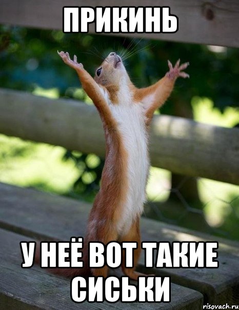 прикинь у неё вот такие сиськи, Мем    белка молится
