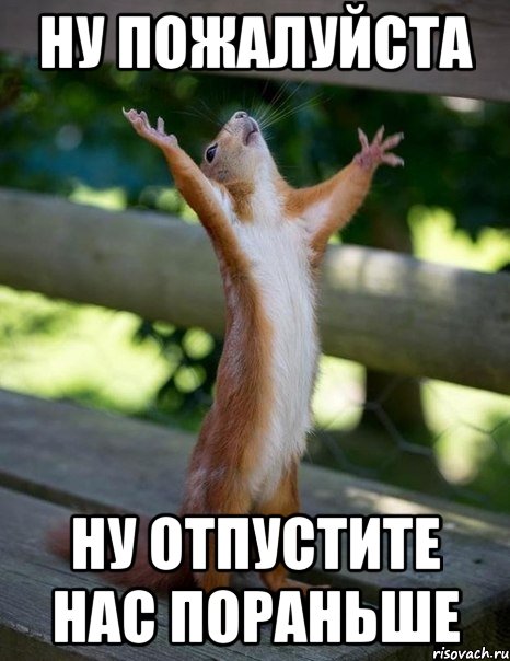 ну пожалуйста ну отпустите нас пораньше, Мем    белка молится