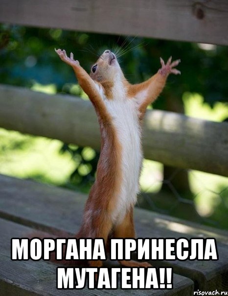  моргана принесла мутагена!!, Мем    белка молится