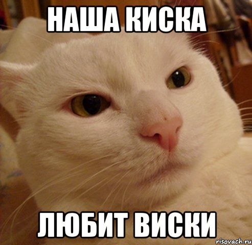 наша киска любит виски