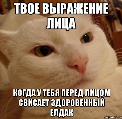 твое выражение лица когда у тебя перед лицом свисает здоровенный елдак