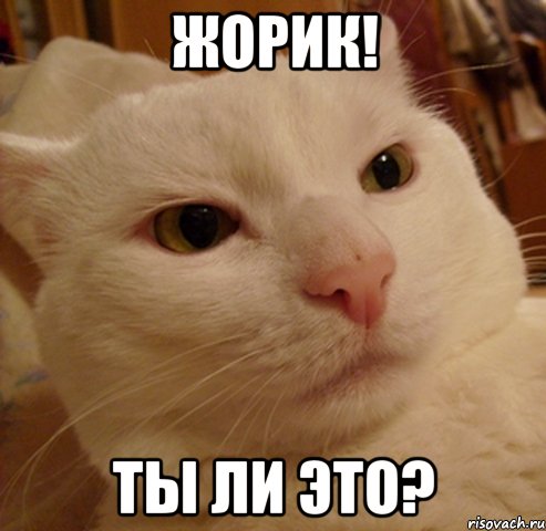 жорик! ты ли это?
