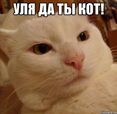 уля да ты кот! 