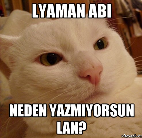 lyaman abi neden yazmiyorsun lan?