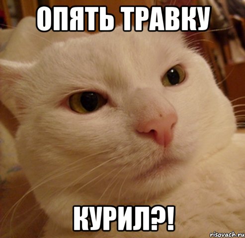 опять травку курил?!