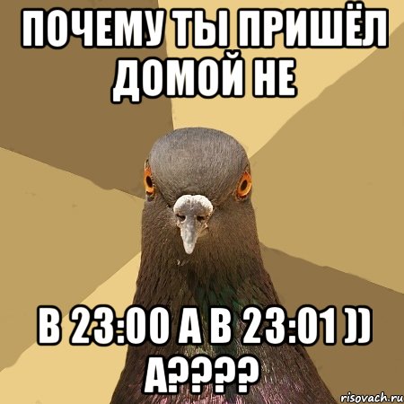 почему ты пришёл домой не в 23:00 а в 23:01 )) а???, Мем голубь