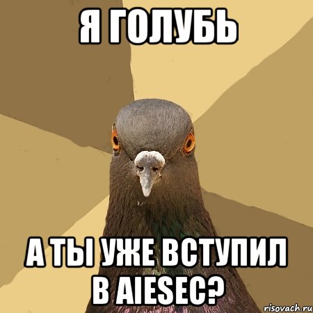 я голубь а ты уже вступил в aiesec?