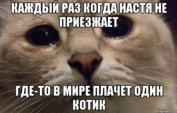 каждый раз когда настя не приезжает где-то в мире плачет один котик, Мем   В мире грустит один котик