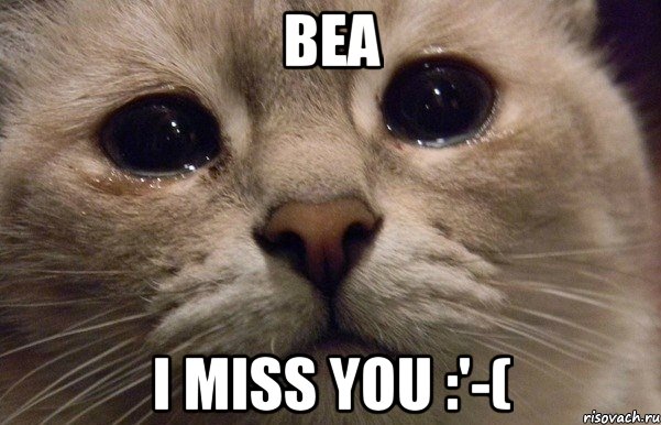 bea i miss you :'-(, Мем   В мире грустит один котик