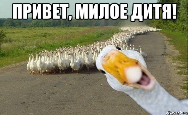 привет, милое дитя! , Мем гуси