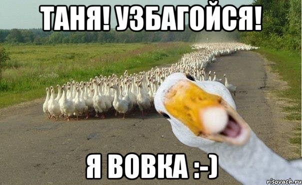 таня! узбагойся! я вовка :-), Мем гуси