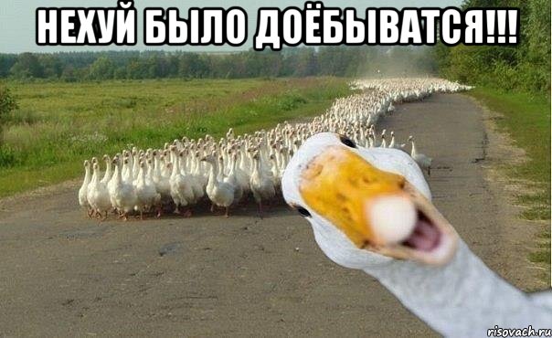 нехуй было доёбыватся!!! , Мем гуси