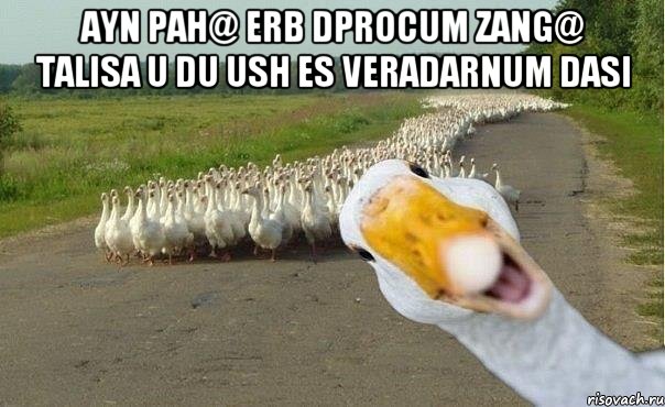 ayn pah@ erb dprocum zang@ talisa u du ush es veradarnum dasi , Мем гуси