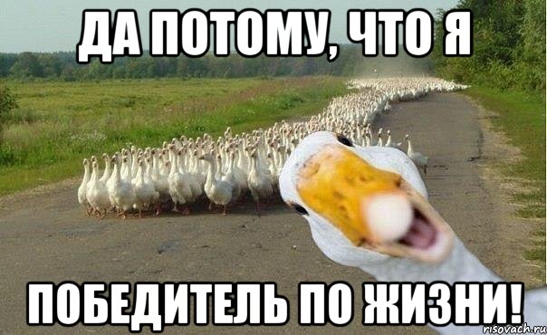 да потому, что я победитель по жизни!, Мем гуси