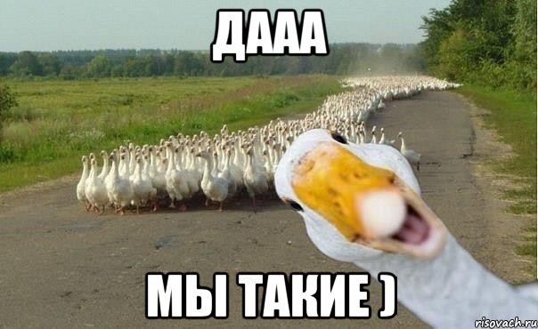 дааа мы такие ), Мем гуси