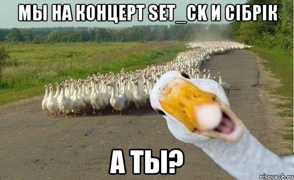 мы на концерт set_ck и ciбрiк а ты?, Мем гуси