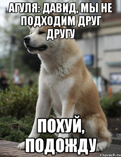 агуля: давид, мы не подходим друг другу похуй, подожду, Мем  Хатико ждет