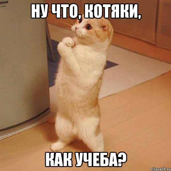 ну что, котяки, как учеба?, Мем  котэ молится