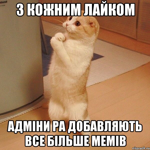 з кожним лайком адміни ра добавляють все більше мемів, Мем  котэ молится